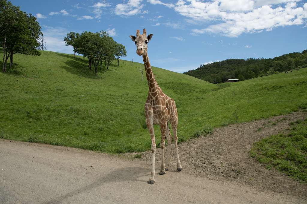 Africa Alive Zoological Reserve